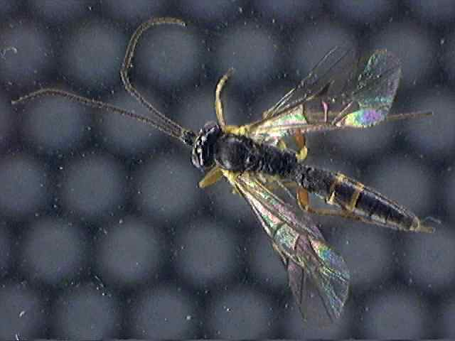 Ichneumonidae 4